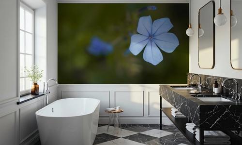 Plumbago