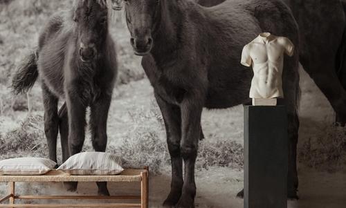 Dartmoor Ponies III