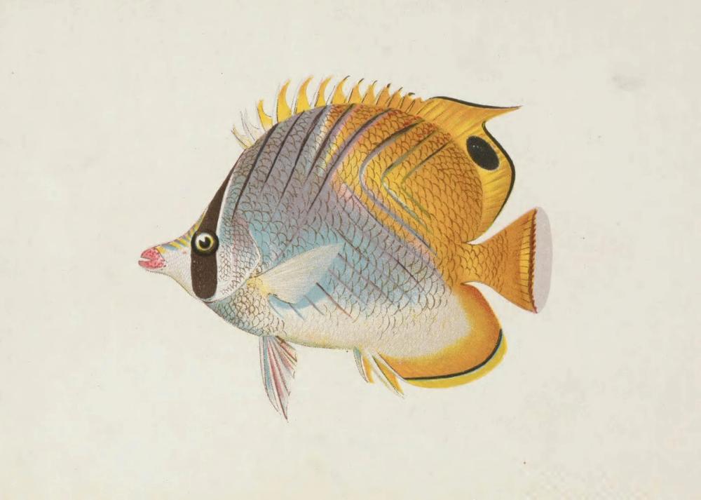 Chaetodon