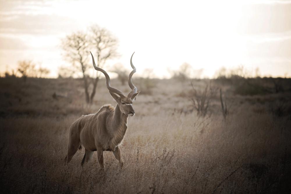 Kudu Bull