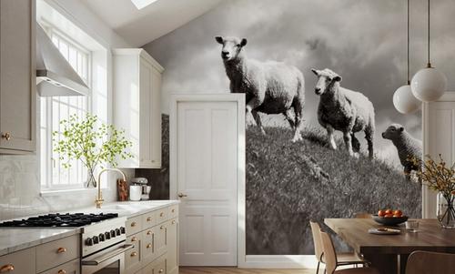 Wanaka Sheep IV