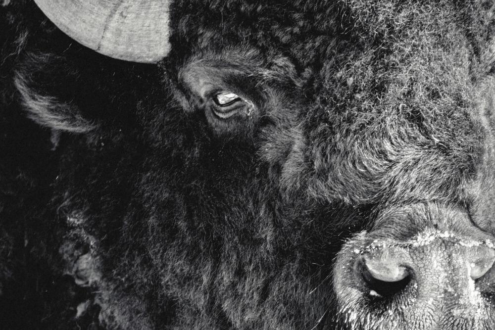 Bison Stare BW