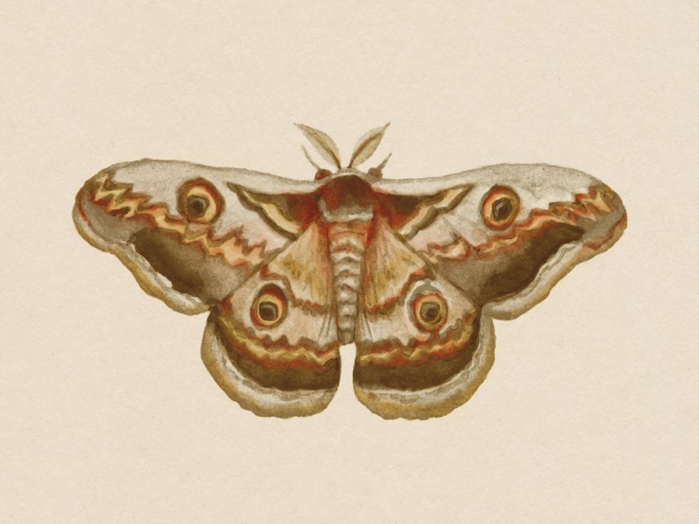 Spooky Halloween Moth II