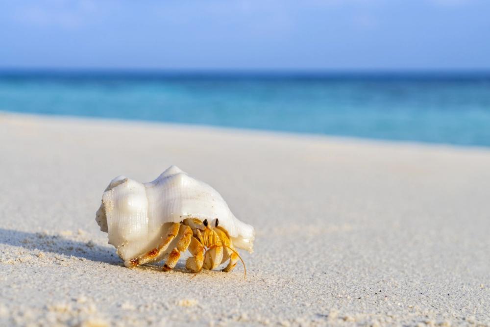 Hermit Crab