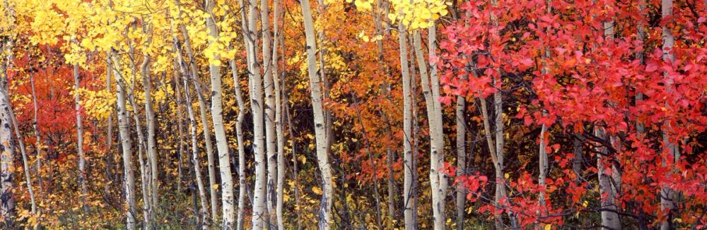 Autumn Aspen Grove