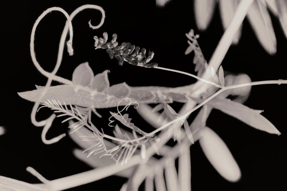 Flower Dreams BW II
