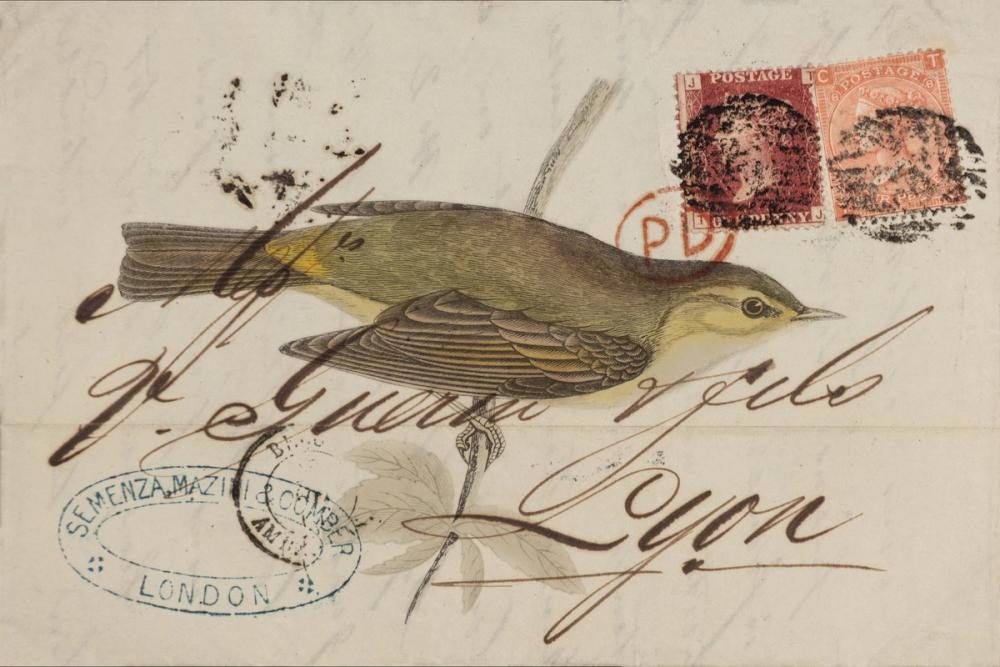 Willow Warbler