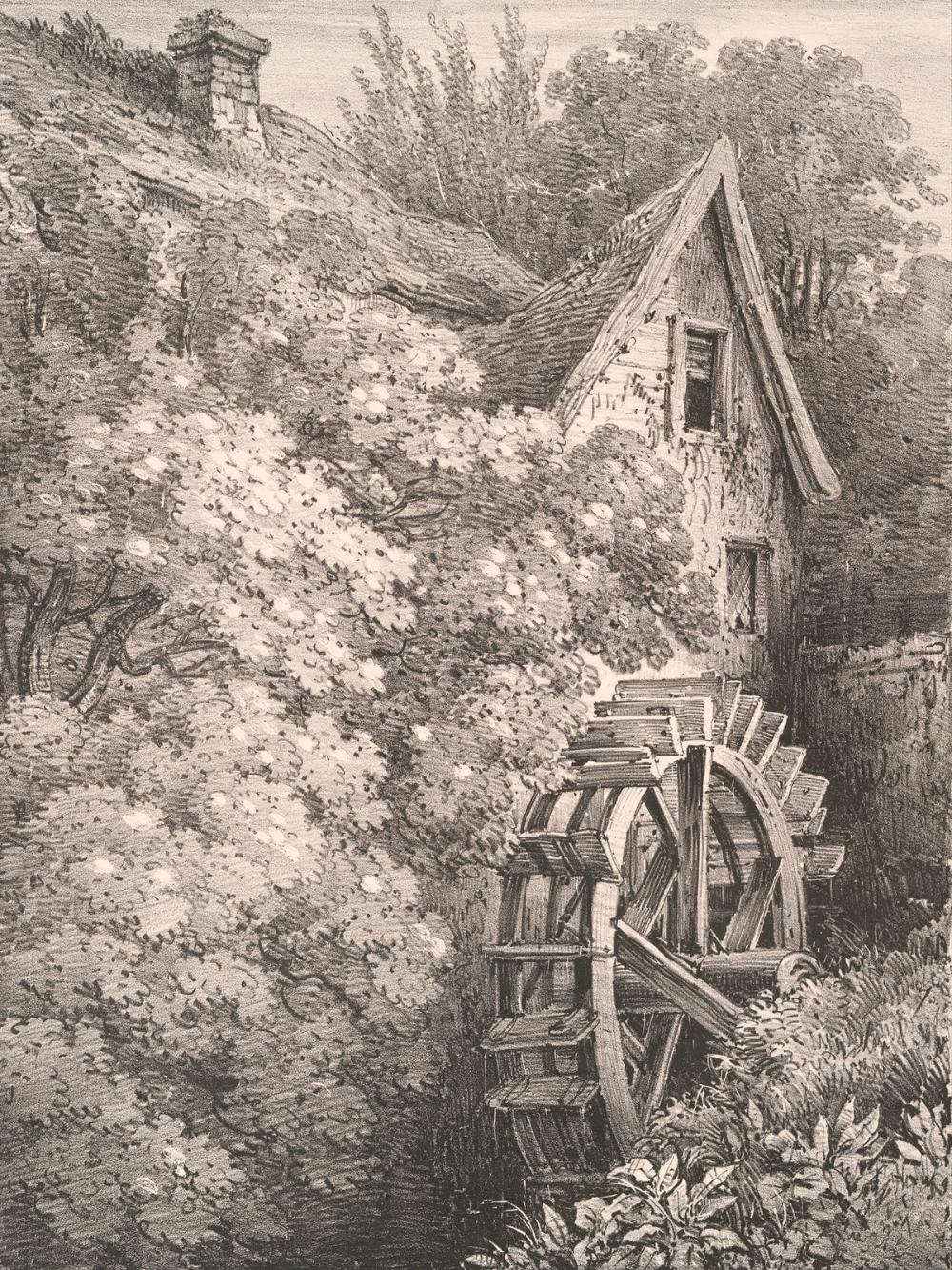 Elder Tree