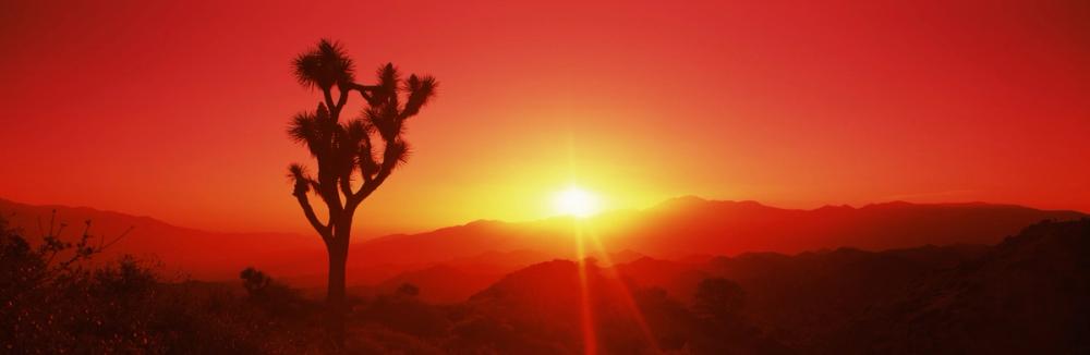 Desert Flame Joshua Tree