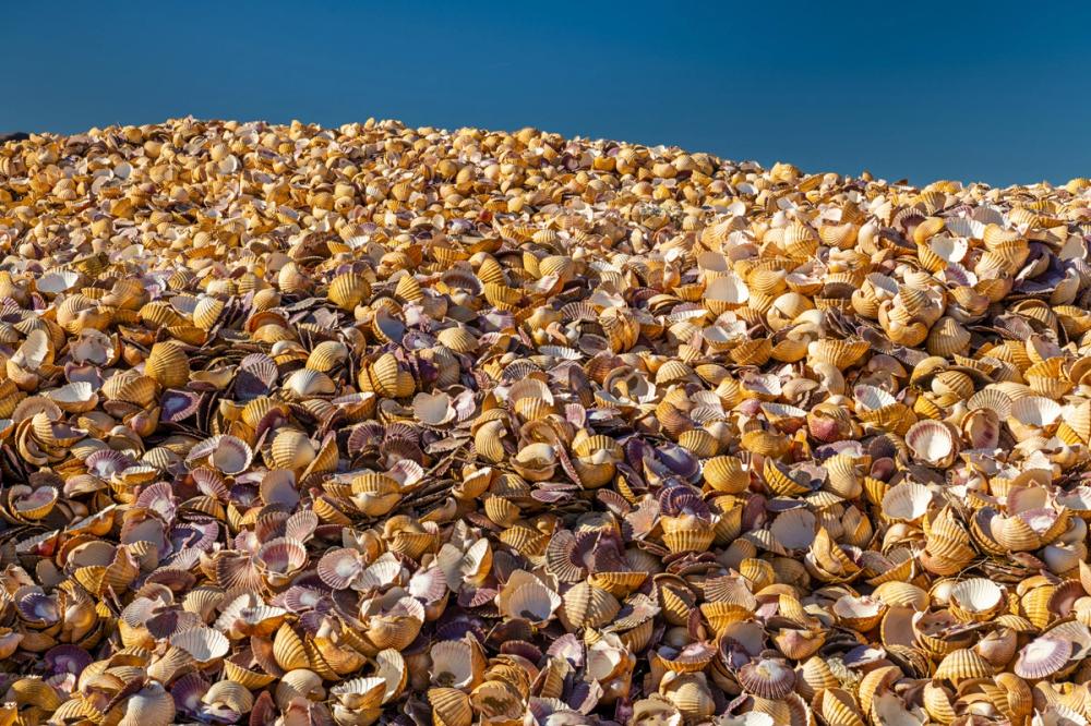 Scallop Shells