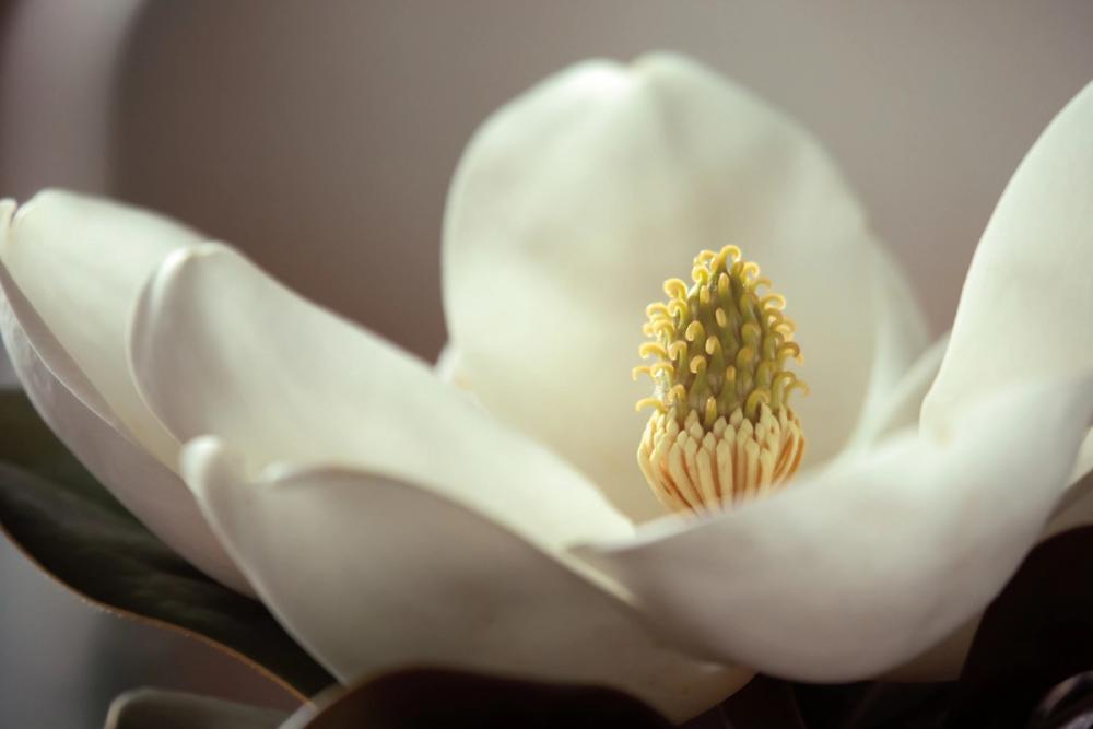 Magnolia Detail II
