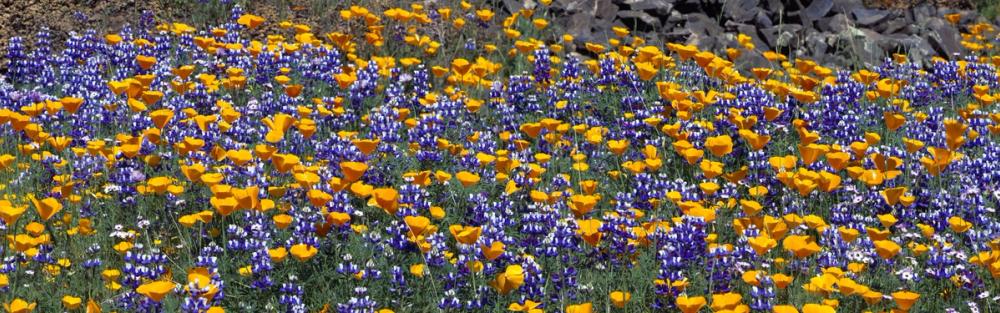 Poppy and Lupine Meadow