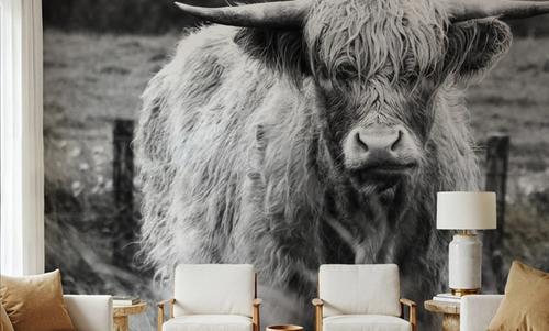 Happy Highland Portrait