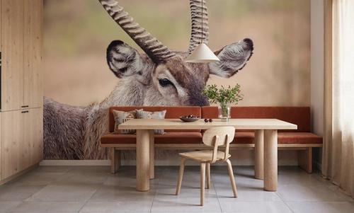 Waterbuck Portrait