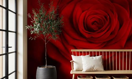 Velvet Rose