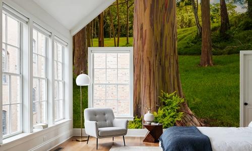 Rainbow Eucalyptus