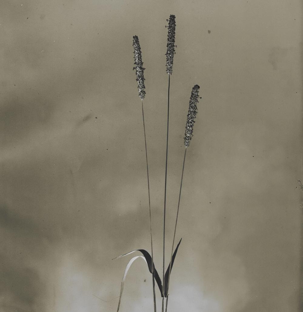 Glass Plate Botanical IV