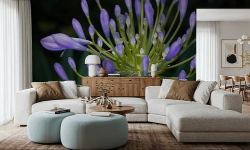 Night Agapanthus