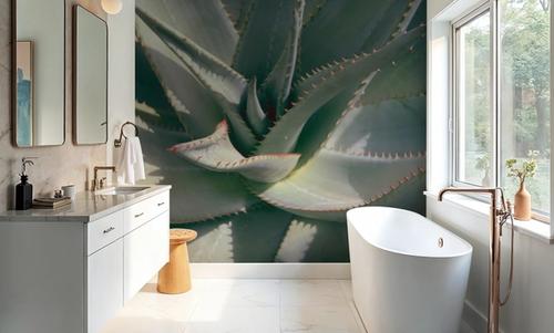 Succulent II