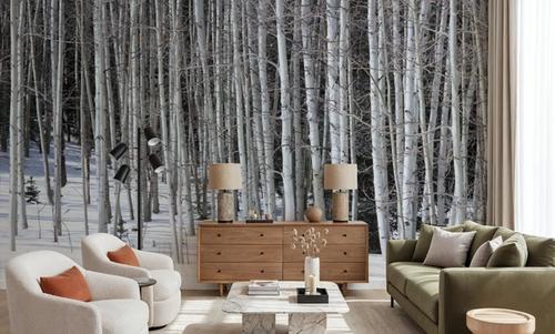 Winter Birch Stillness