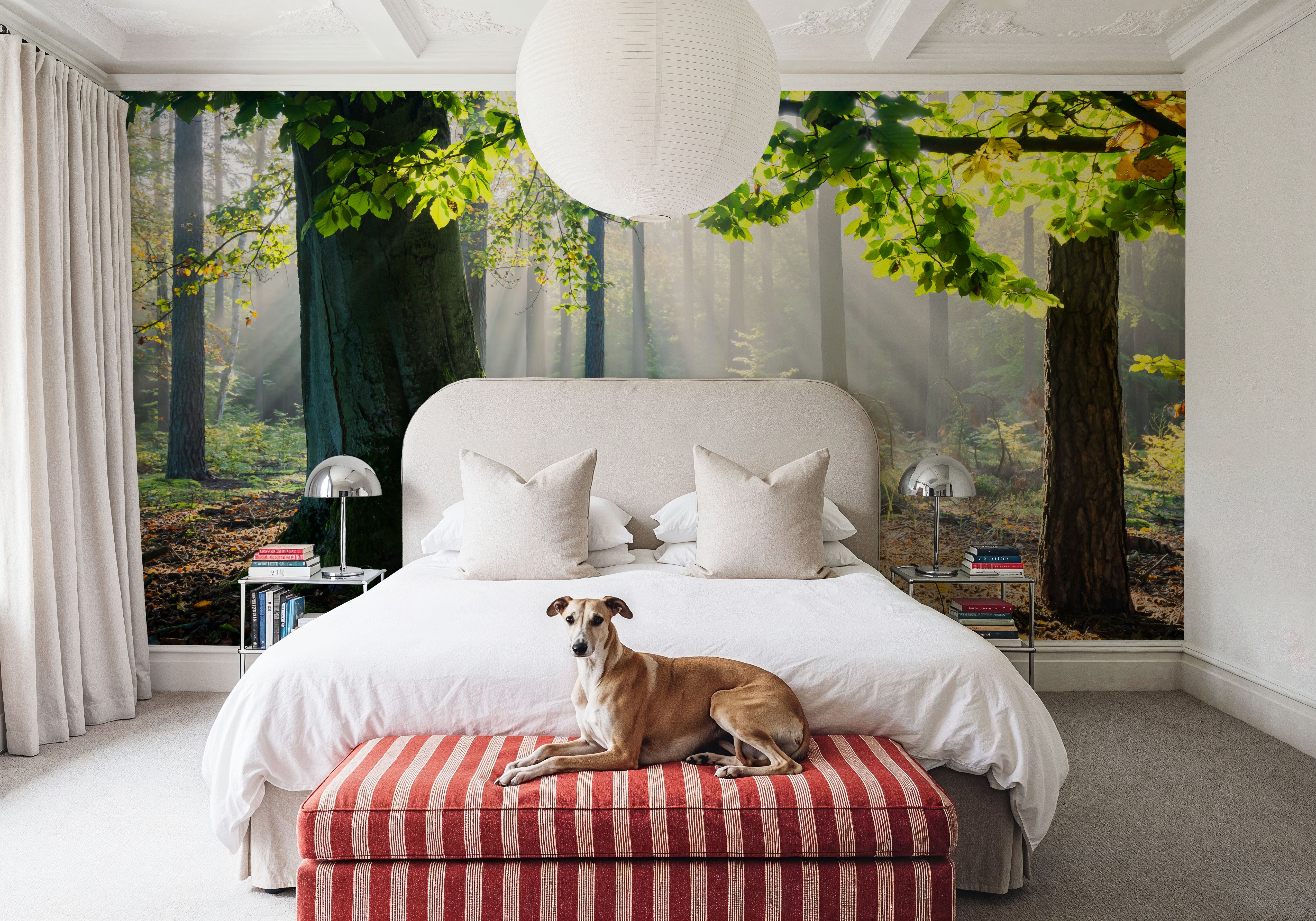 Mystical Forest Sunrays