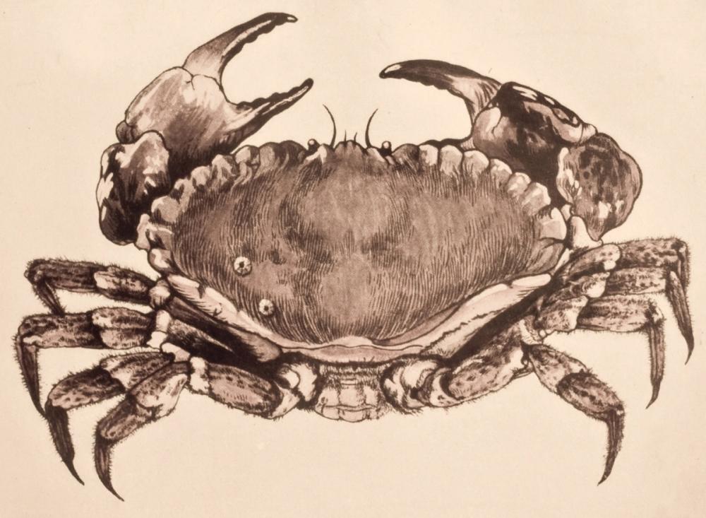 Vintage Crab