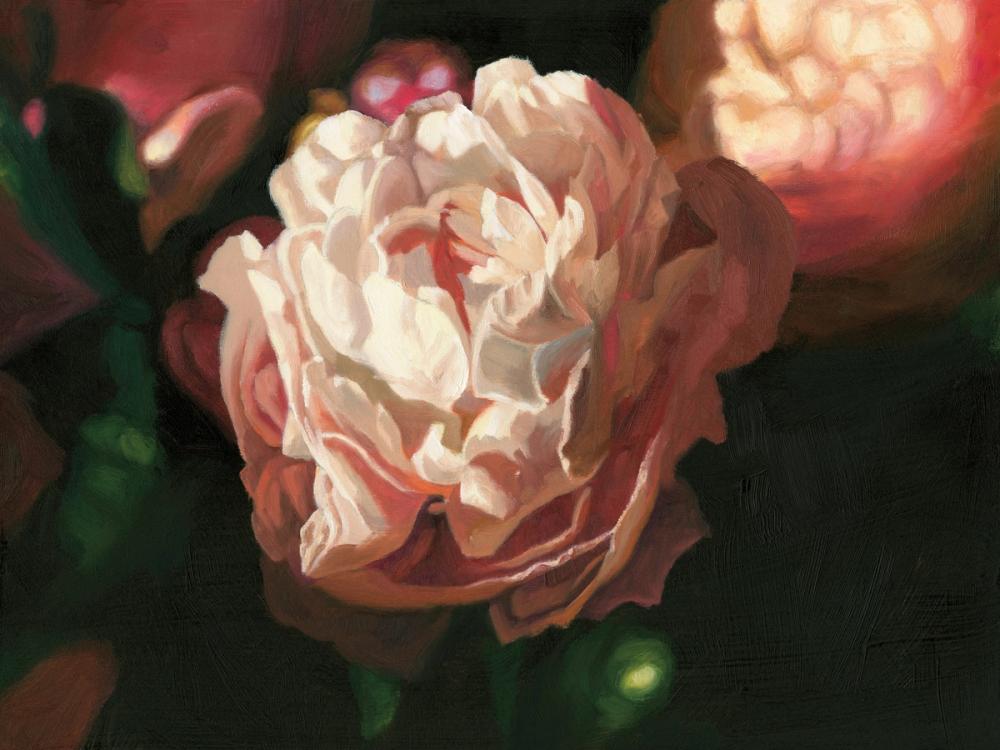 Pink Peony Bloom