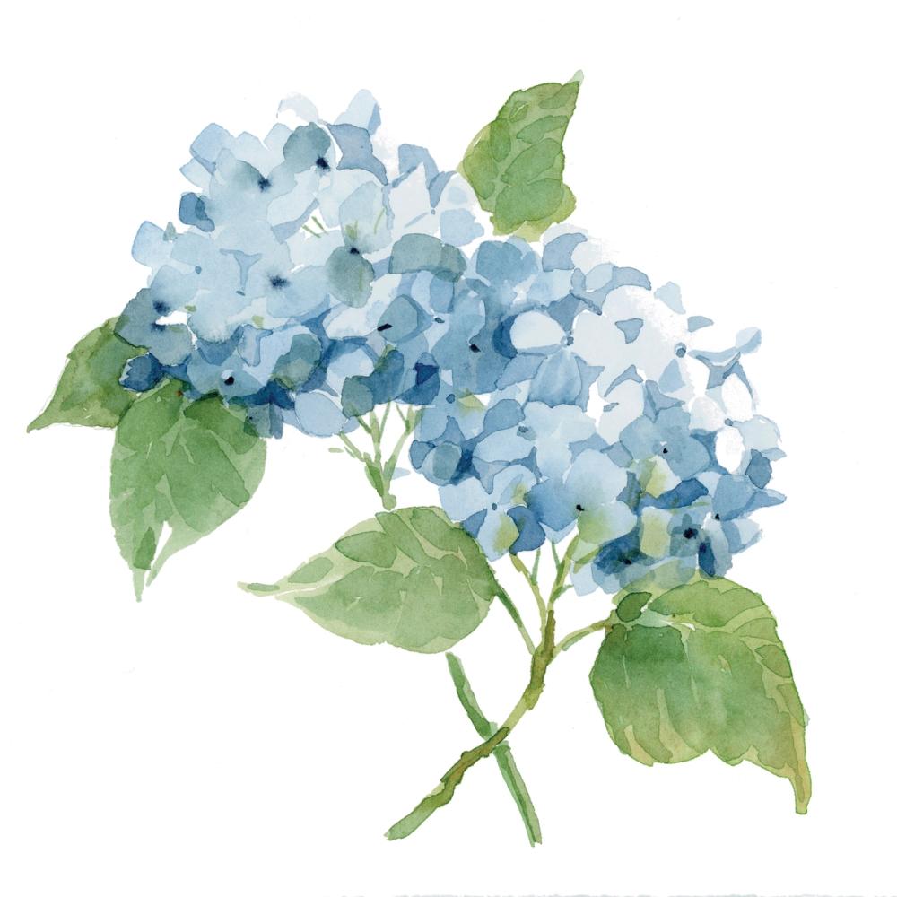 Blue Hydrangea II