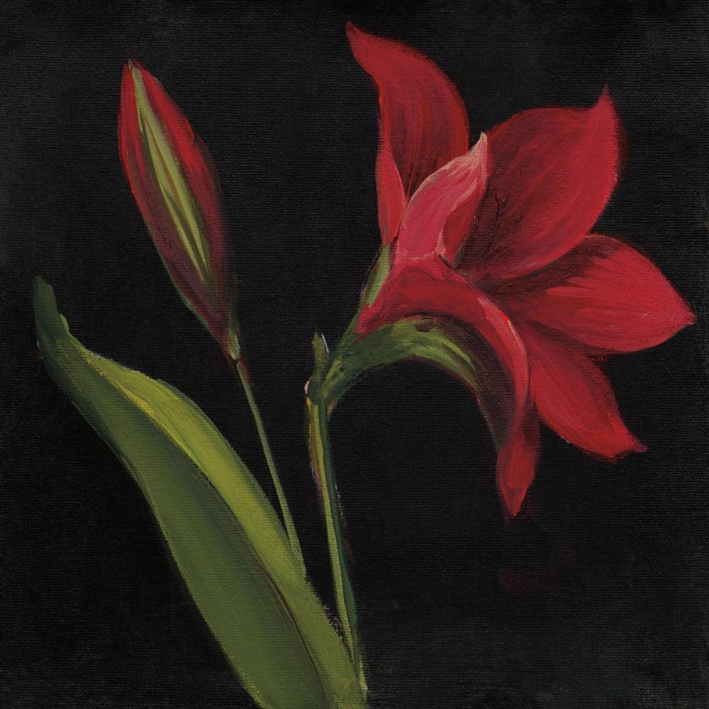 Amour Amaryllis