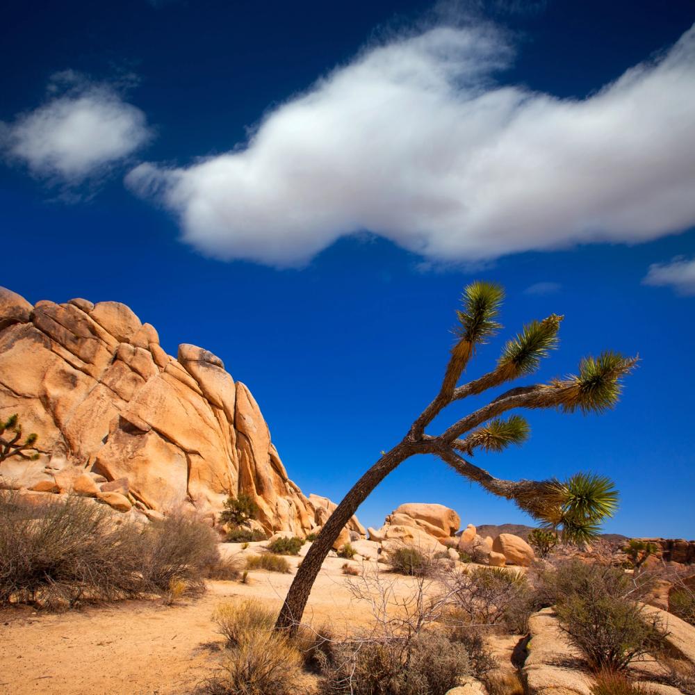 Joshua Tree Blue II