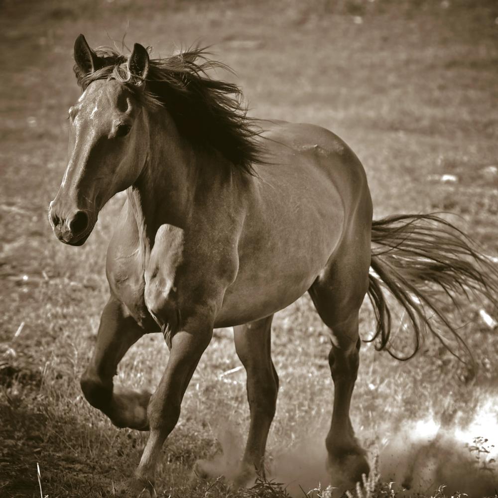Horse Runner Sepia