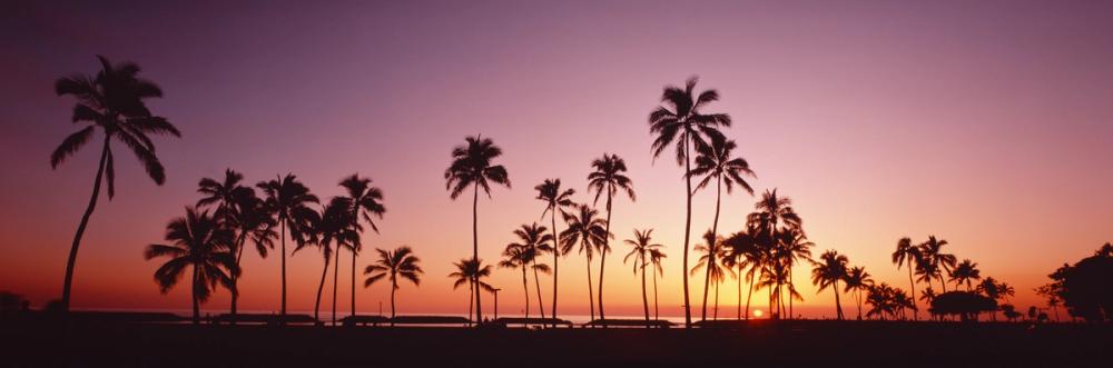 Amber Tropical Horizon