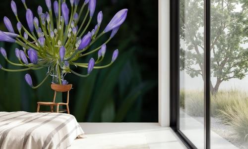 Night Agapanthus