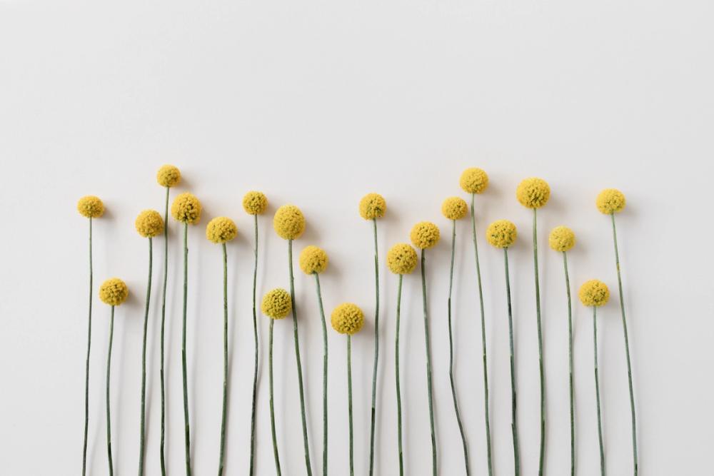 Minimalist Craspedia