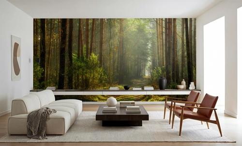 Silent Forest Road