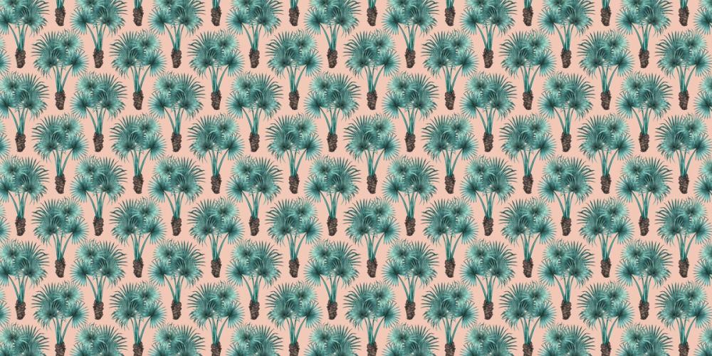 Elephant Ear Tree, Pink