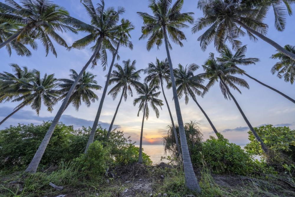 Tropical Sunset Palm