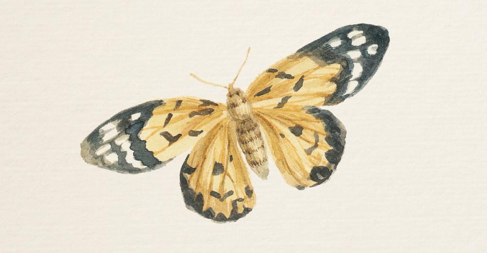 Honeybloom Butterfly II