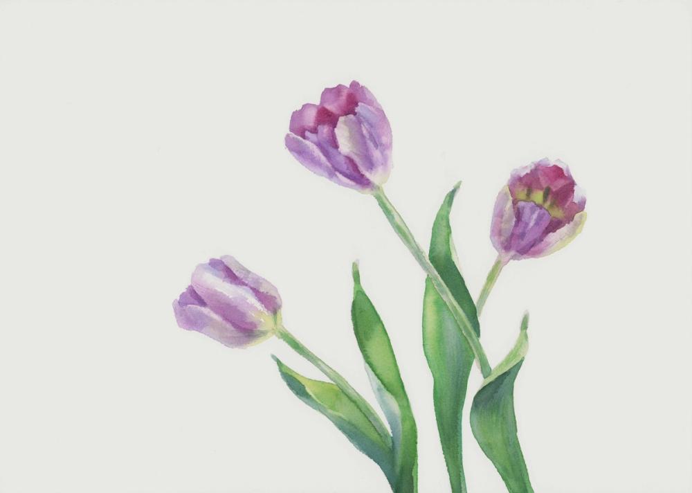 Lavender Tulip Watercolor