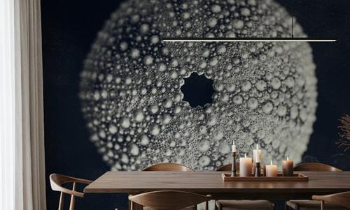 Urchin Still Life I
