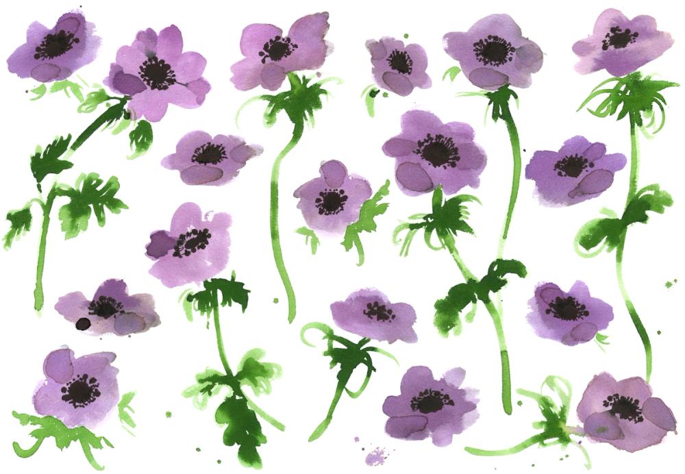 Purple Anemones
