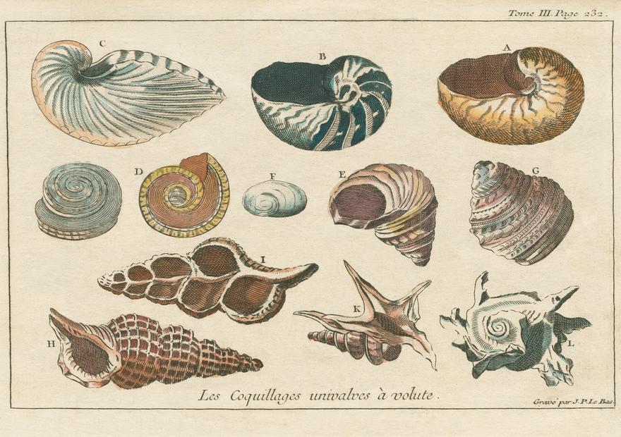 Shell Etchings I