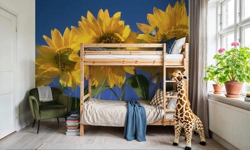 Sunflower Sky