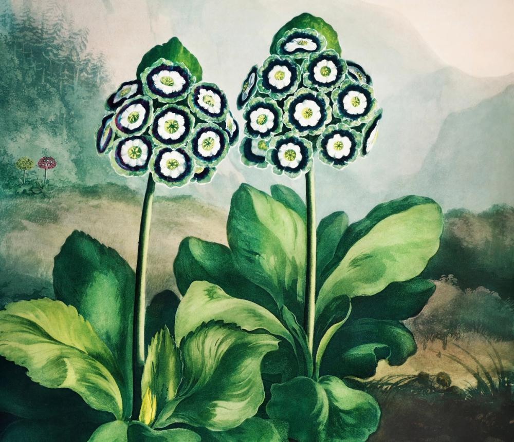 Group of Auriculas