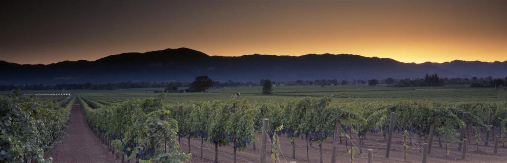 Napa Sunrise