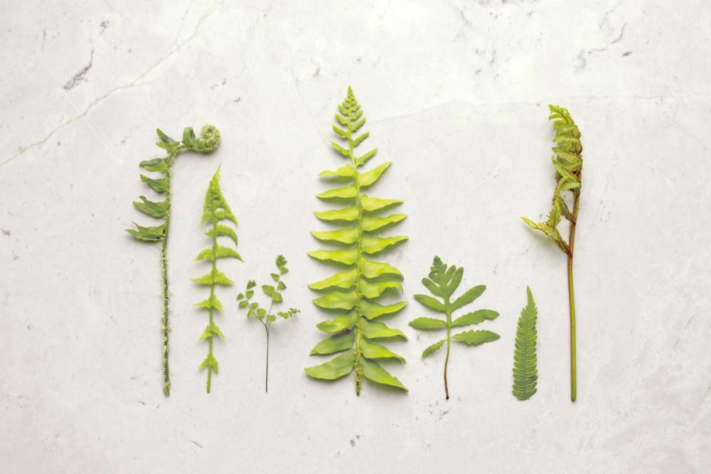 Flat Lay Ferns