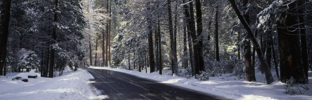 Winter's Passage Forest