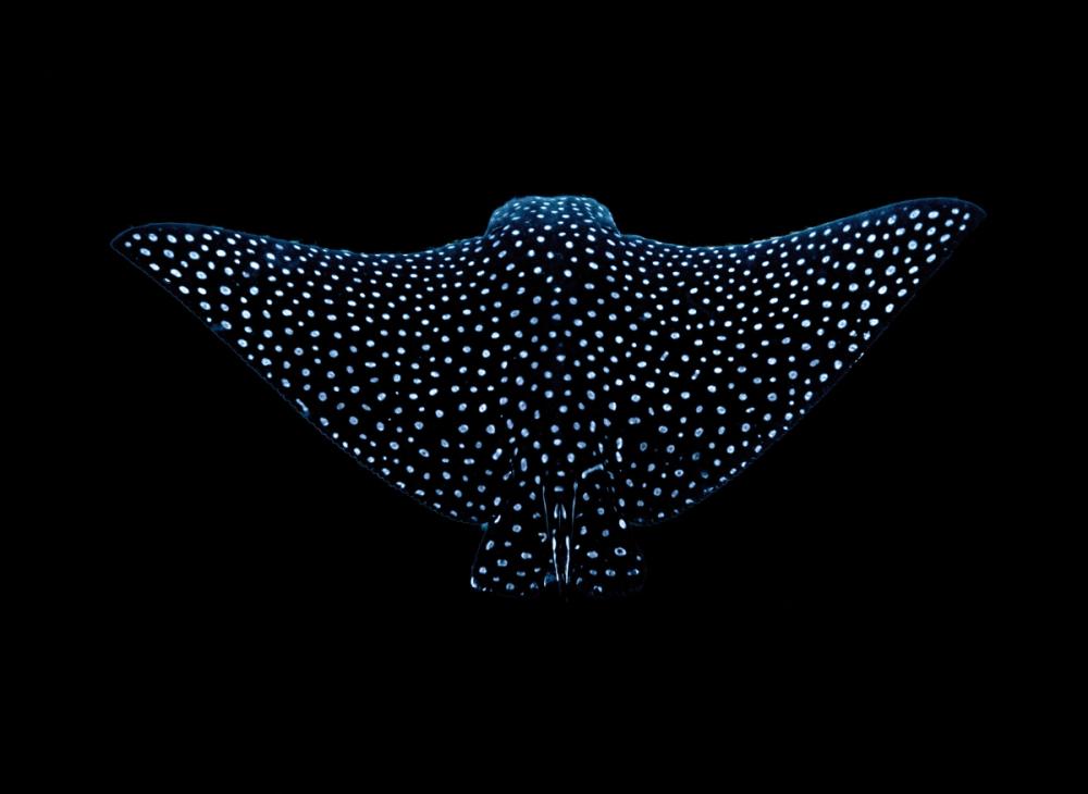 Eagle Ray Sway