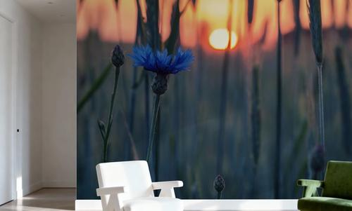 Cornflower Sunset