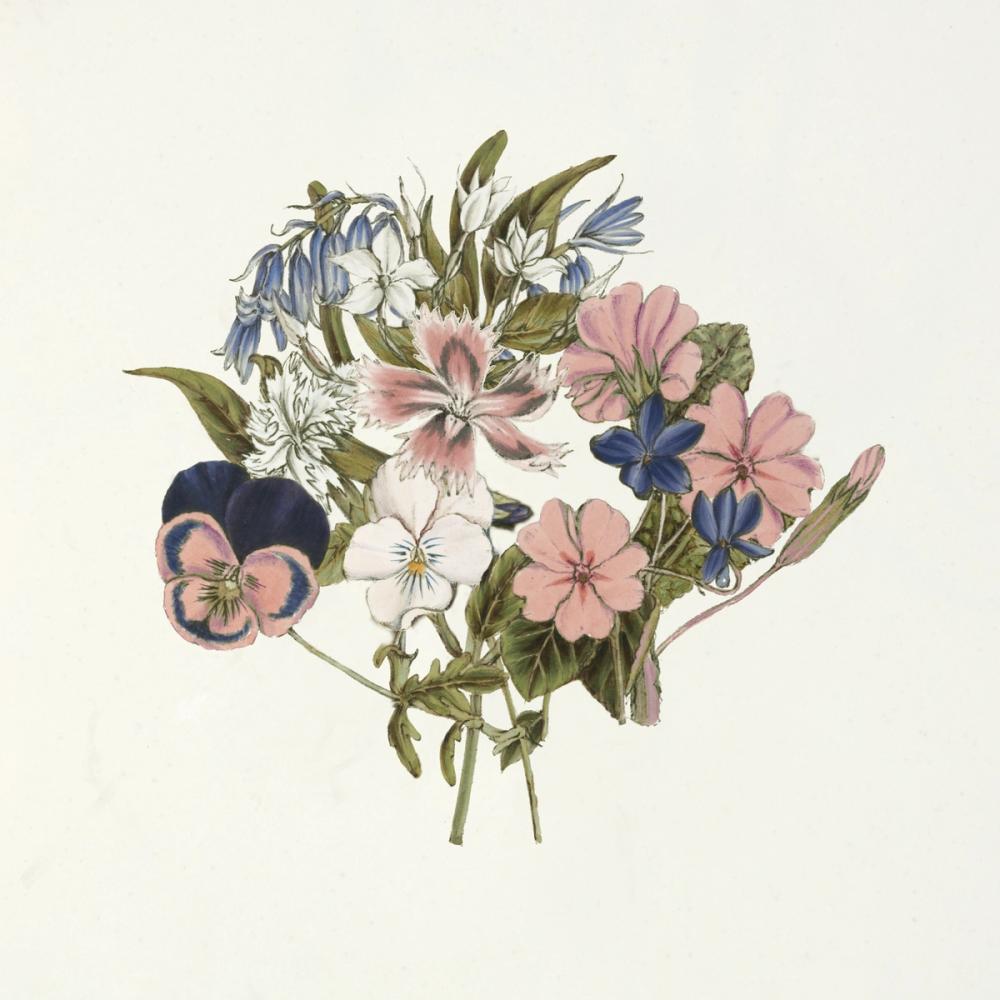 Pansy Party I Honeybloom